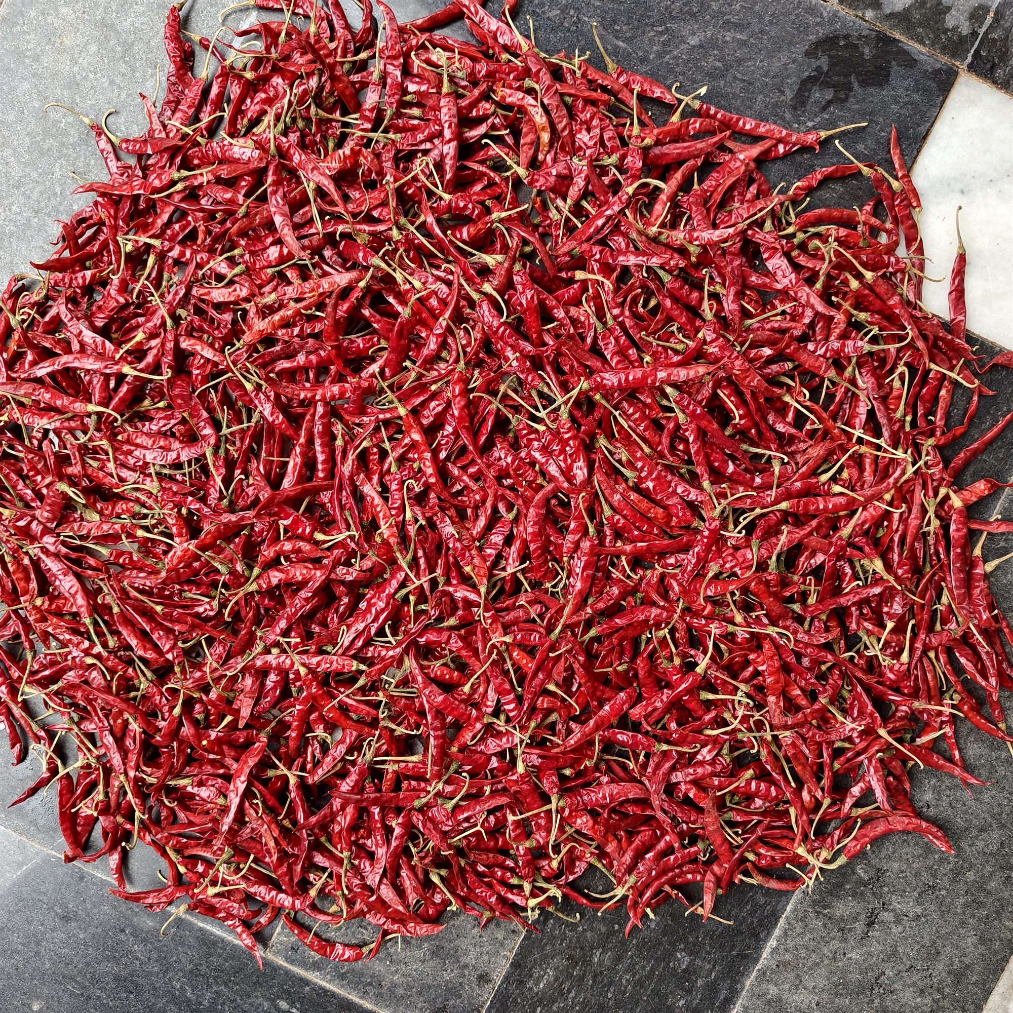 Chilli Export Documentation
